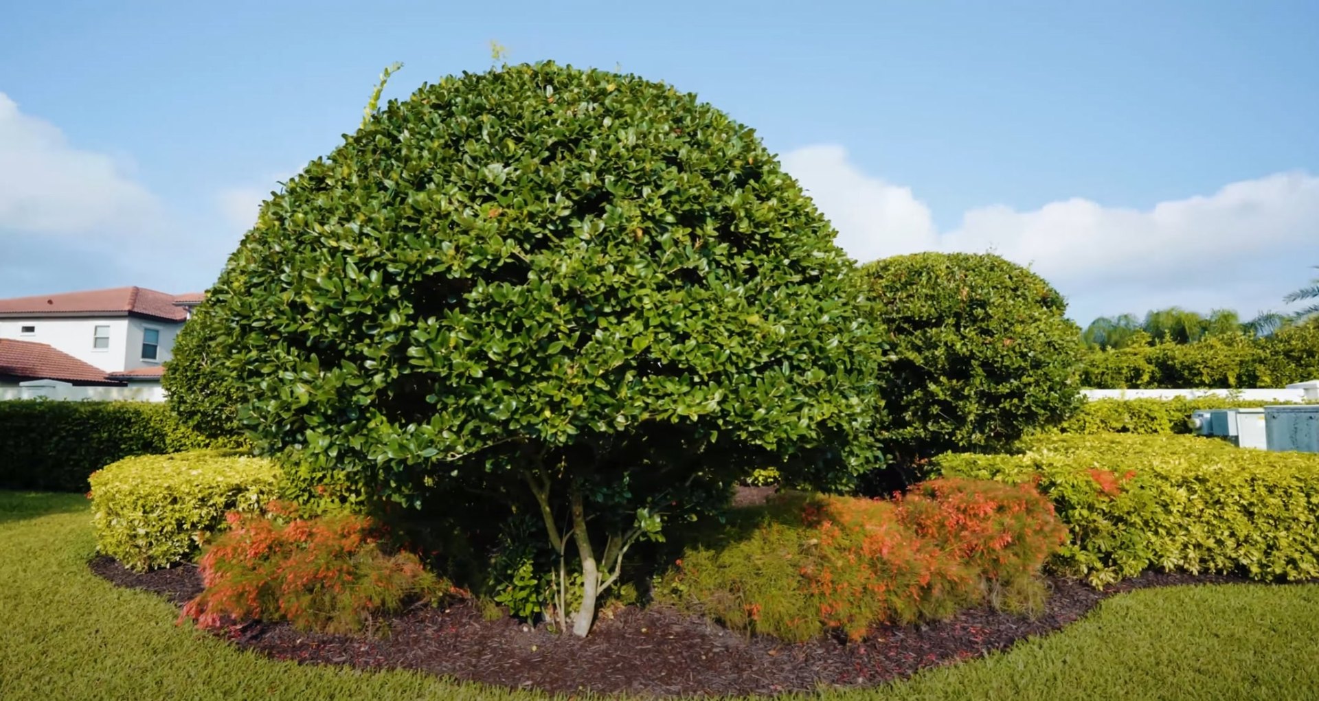 Expert tree trimming and shrub maintenance with seasonal color plantings Professional tree and shrub services showcasing perfectly manicured topiary trees with colorful autumn landscaping