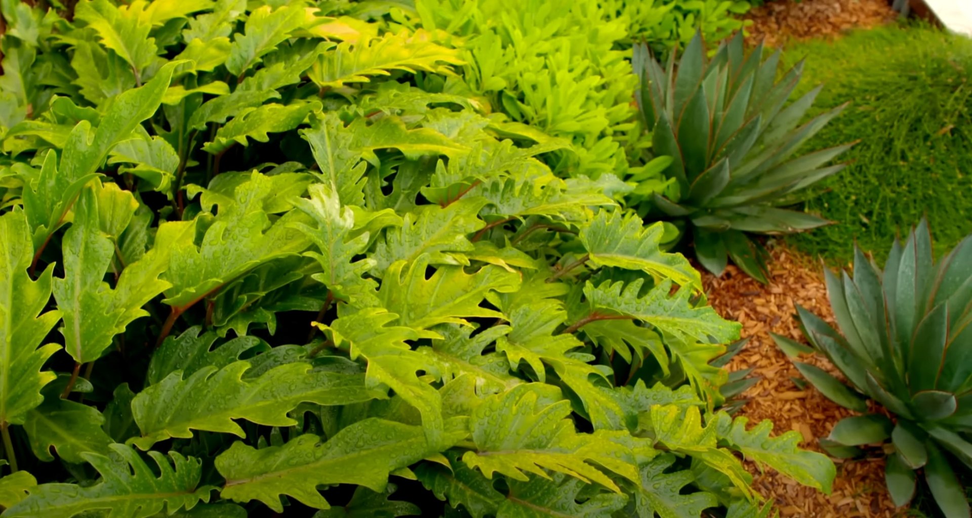 Professional landscaping services creating beautiful outdoor spaces Lush landscaped garden with variety of green plants and foliage