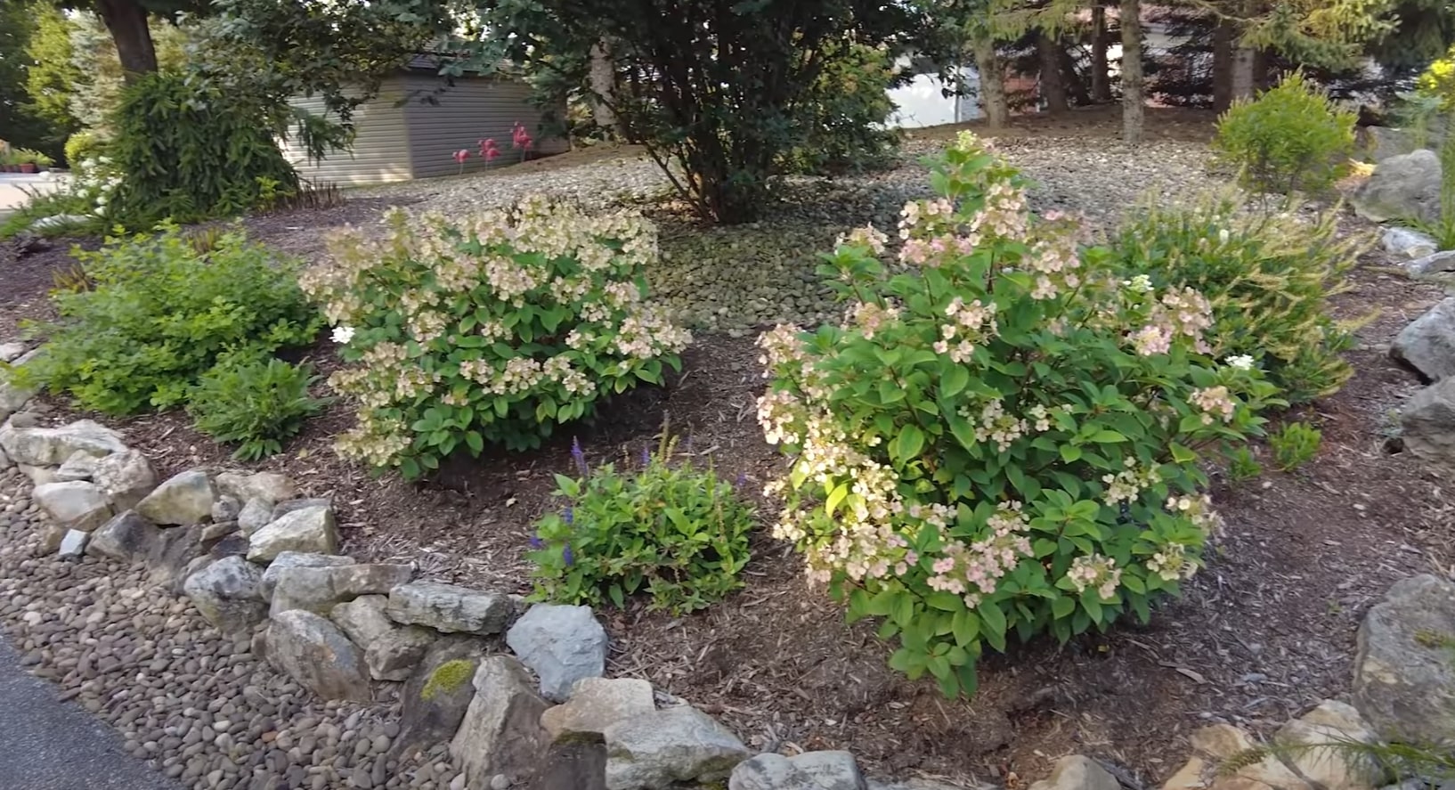 Seasonal landscaping featuring flowering shrubs and natural stone accents Natural landscaping with flowering hydrangeas, stone borders, and mulched garden beds around residential property