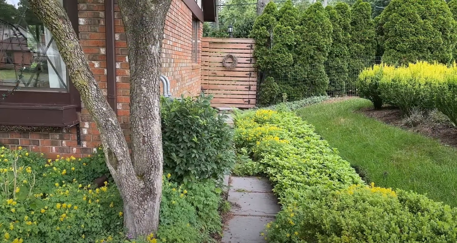 Backyard landscape maintenance showcasing healthy shrubs and garden pathways Residential backyard landscaping with lush green shrubs, curved pathway, and mature trees providing natural privacy